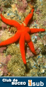 Club de Buceo Isub San Jos� San Jos�