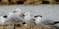 CABO DE GATA Y LA MIGRACIÓN DE LAS AVES