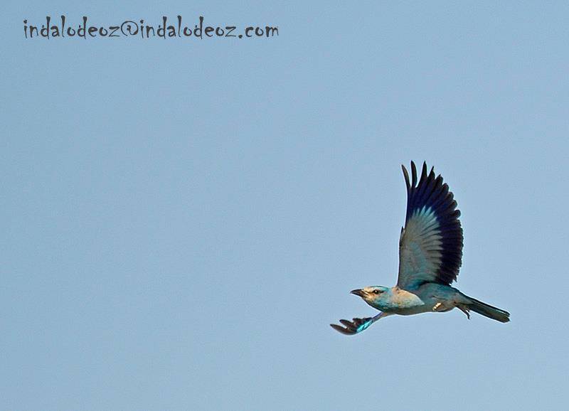 Observacion Aves Cabo de Gata