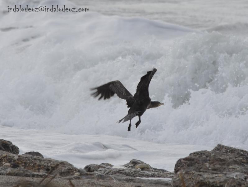 Cormoran en el Cabo de Gata