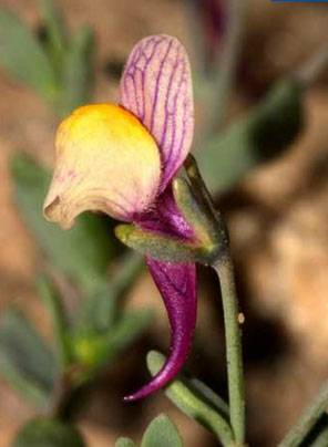 Planta del mes Jardines Botanicos Espacios Naturales Andalucia