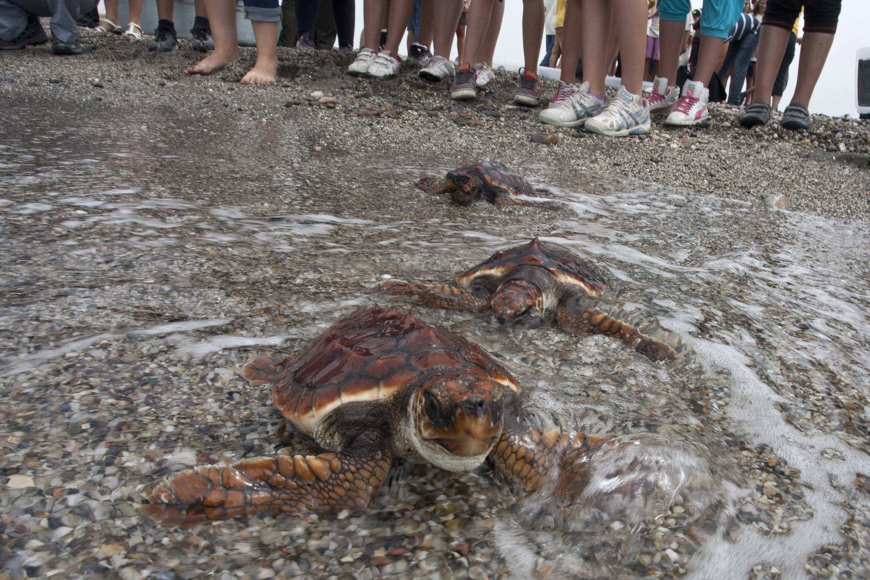 suelta tortugas parque natural cabo de gata