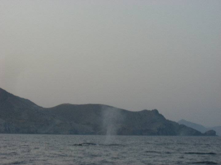 Ballena en Playas de San Jose