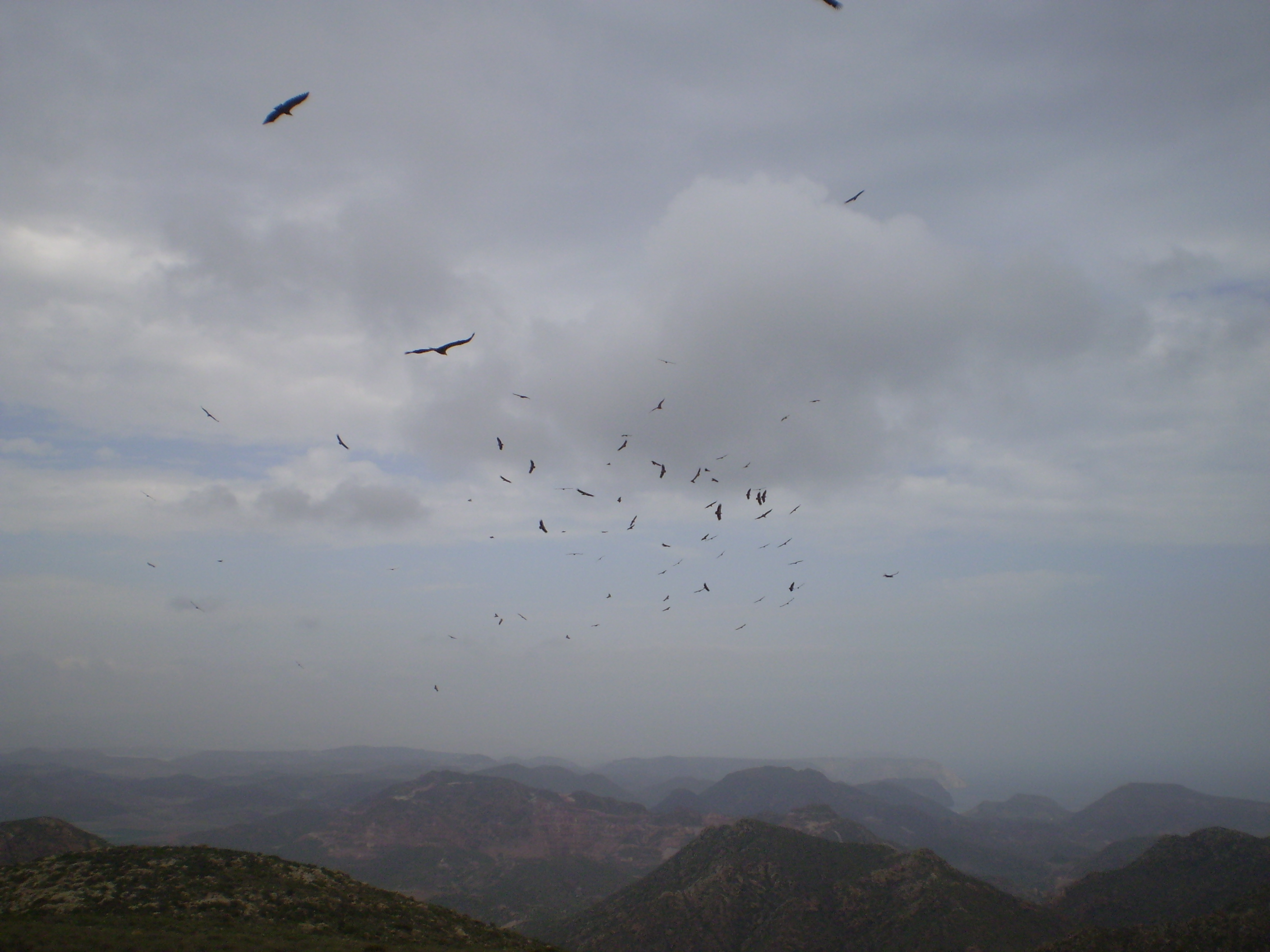 Buitres en PN Cabo de Gata Nijar