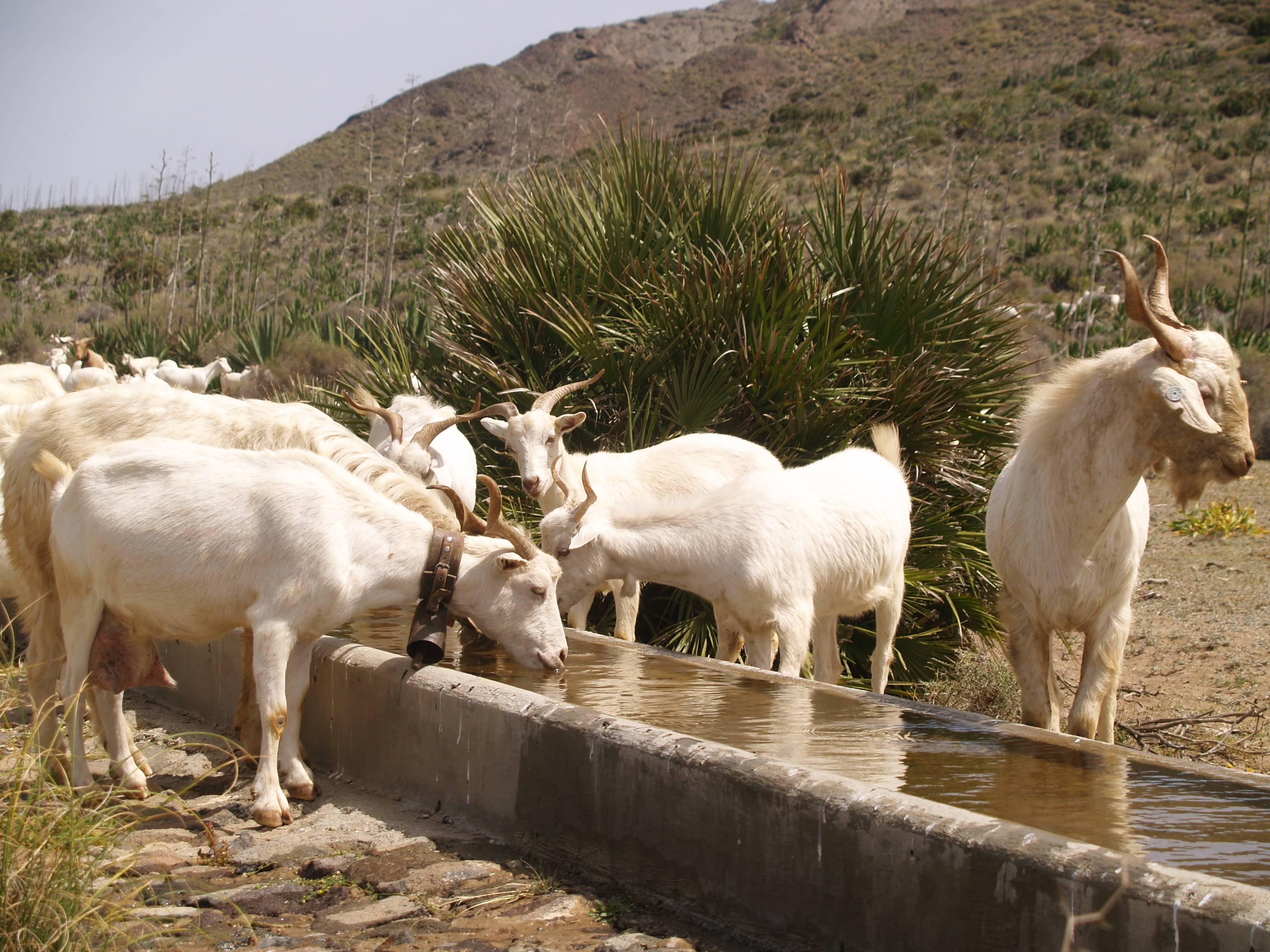 Ganado Ecológico El Romeral PN Cabo de Gata Níjar