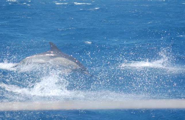 Delfines CN San Jose