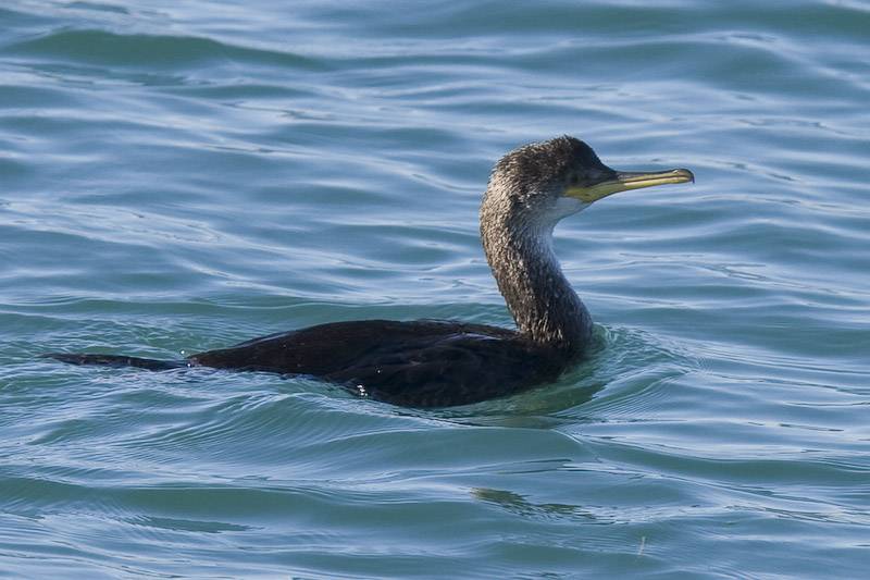 Cormoran Cabo de Gata