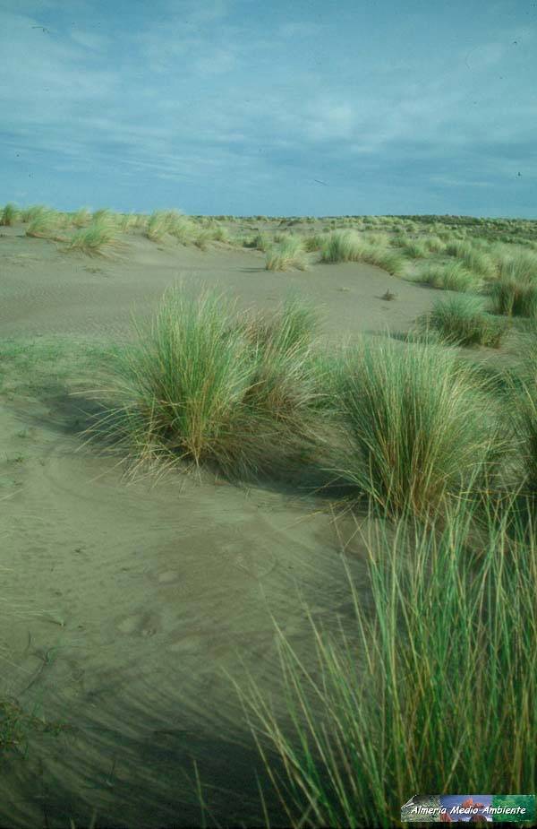 Dunas Litorales Cabo de Gata