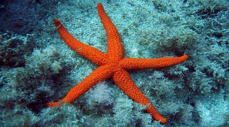 estrella de mar cabo de gata