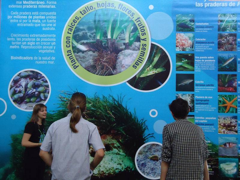 La posidonia expuesta en Rodalquilar Cabo de Gata