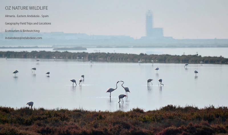 Flamencos Cabo de Gata Parque Natural