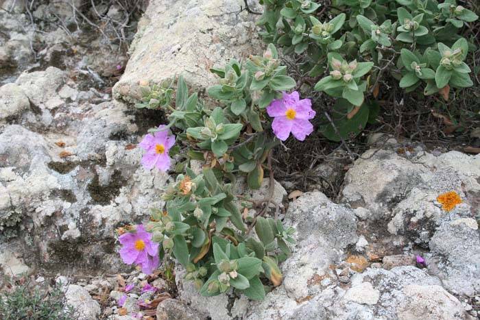 flores en el parque natural cabo de gata nijar