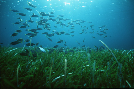 posidonia y peces en el fondo marino de cabo de gata