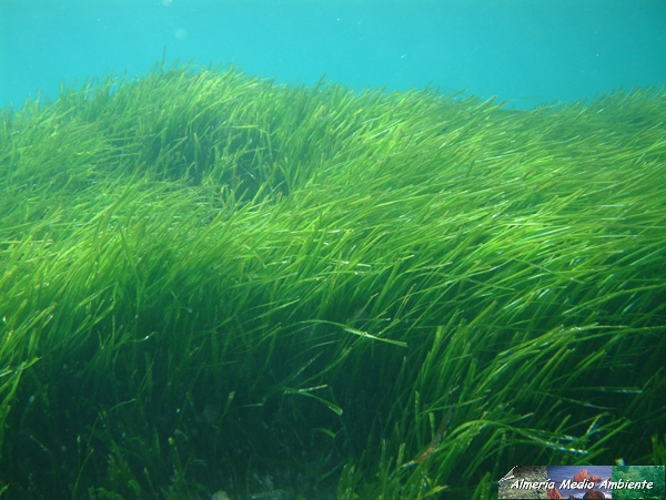 posidonia oceanica en el fondo marino del cabo de gata