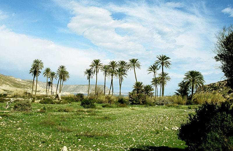 palmeral parque natural cabo de gata