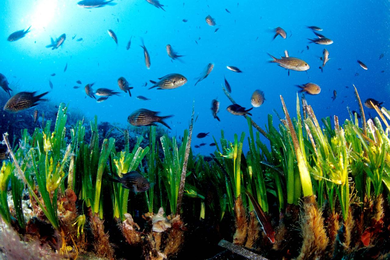 Posidonia Oceánica Parque Natural Cabo de Gata Níjar 