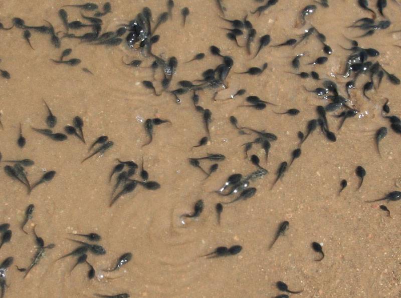 renacuajso en la playa de genoveses humedal