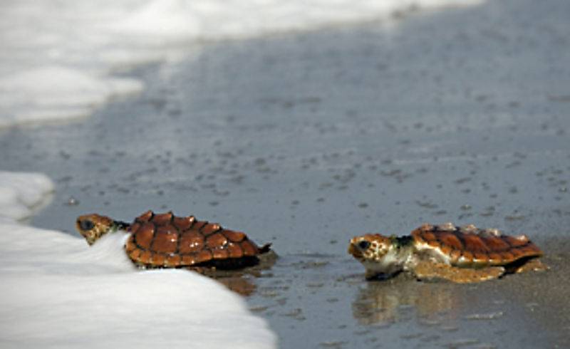 Tortugas en el PN Cabo de Gata Níjar