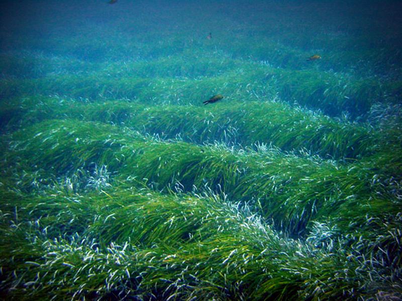 fondo marino de posidonia en cabo de gata