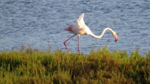 Flamencos en las Salinas de Cabo de Gata Almería