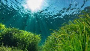 Buceo en Cabo de Gata Almería