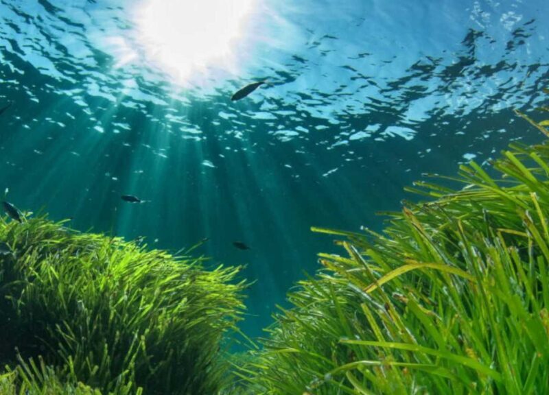 Posidonia Oceánica Cabo de Gata Almería