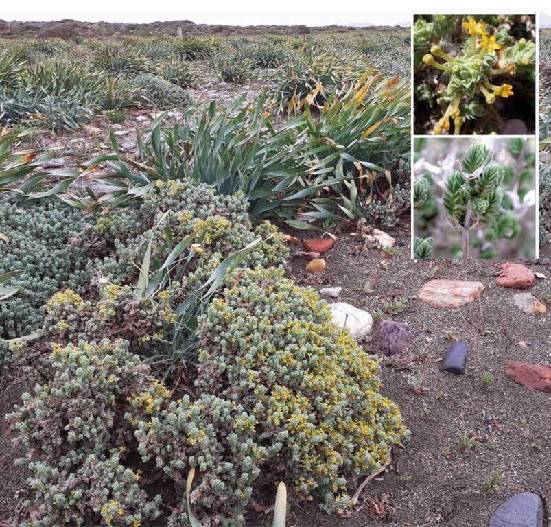 rubia marina plantas de cabo de gata