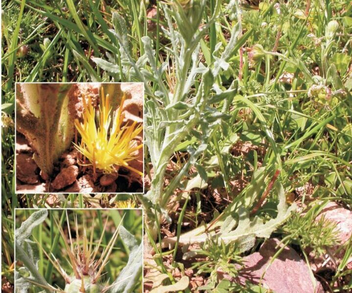 abrepunos plantas de cabo de gata