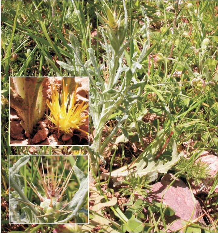 abrepunos plantas de cabo de gata