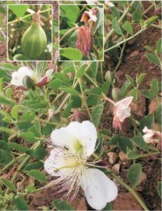 alcaparra plantas de cabo de gata