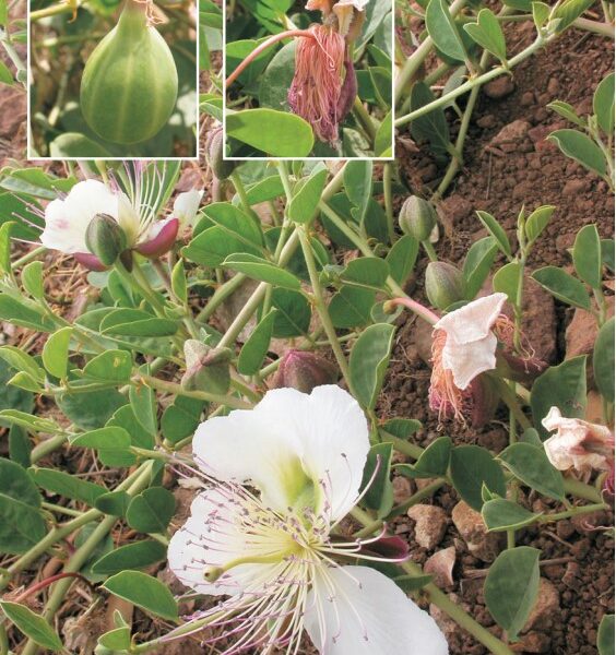 alcaparra plantas de cabo de gata