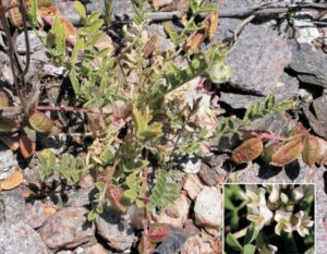 atragalus edulis plantas de cabo de gata