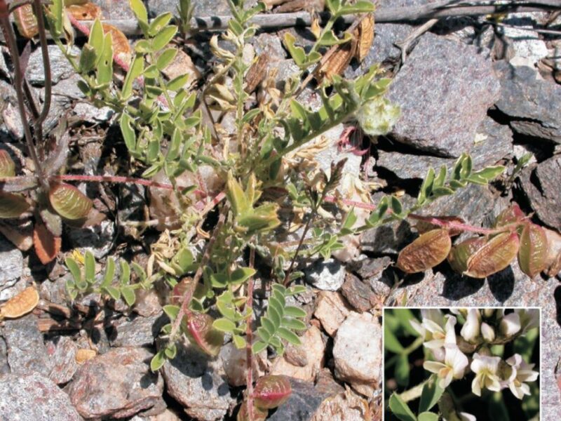 atragalus edulis plantas de cabo de gata