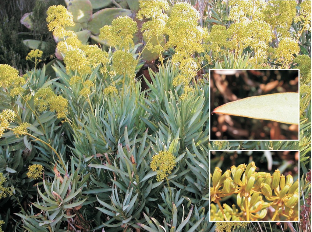 crujia mayor edulis plantas de cabo de gata