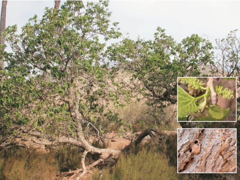 moral plantas de cabo de gata