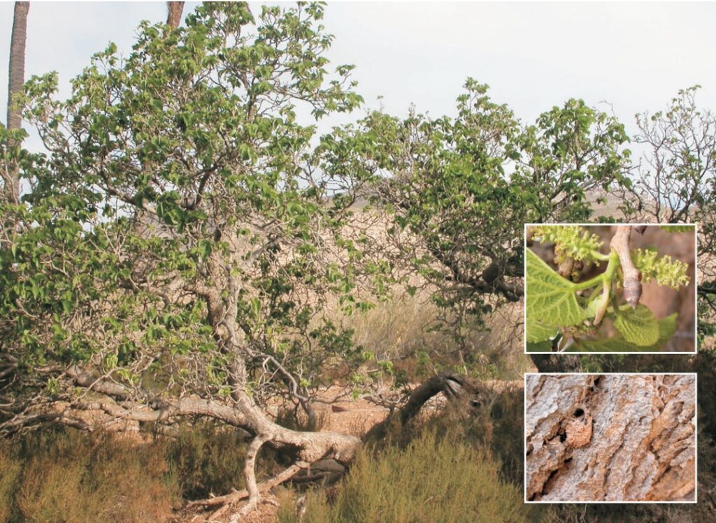 moral plantas de cabo de gata