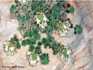 teucrium freynii edulis plantas de cabo de gata