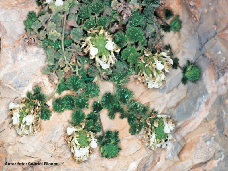 teucrium freynii edulis plantas de cabo de gata