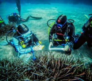 Durante el Curso de Posidonia Diver